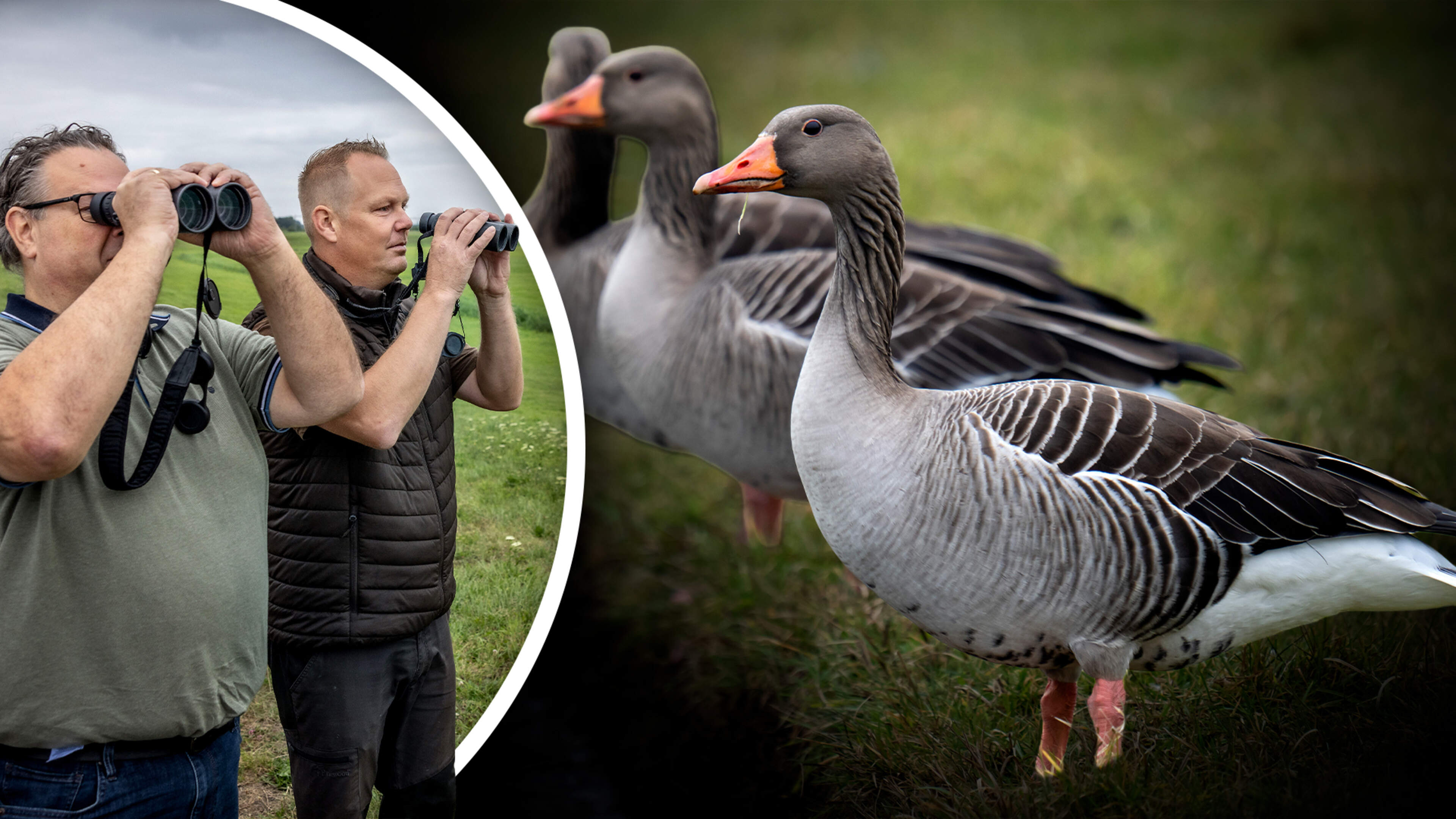 Ganzenplaag kost provincies tientallen miljoenen, ondanks verdubbeling afschot: ’Het faunabeheer in ons land is failliet’